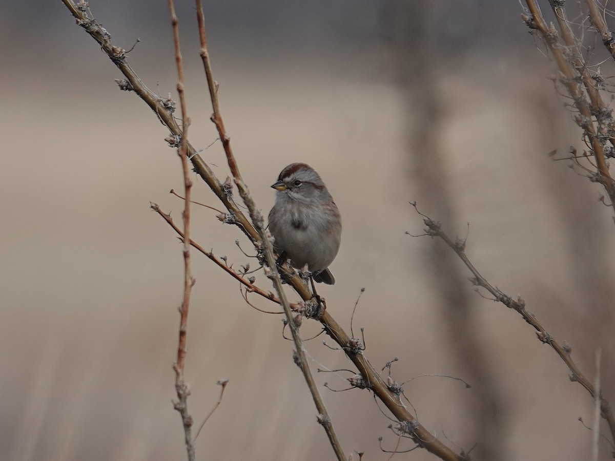 American Tree Sparrow - ML647113322