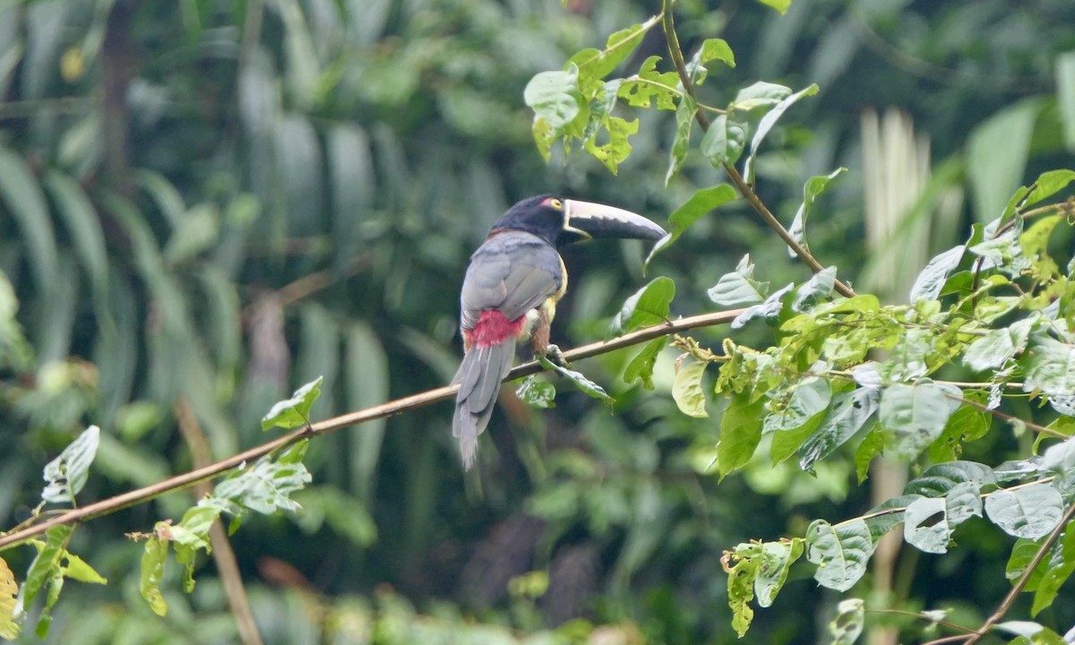 Collared Aracari - ML647113331
