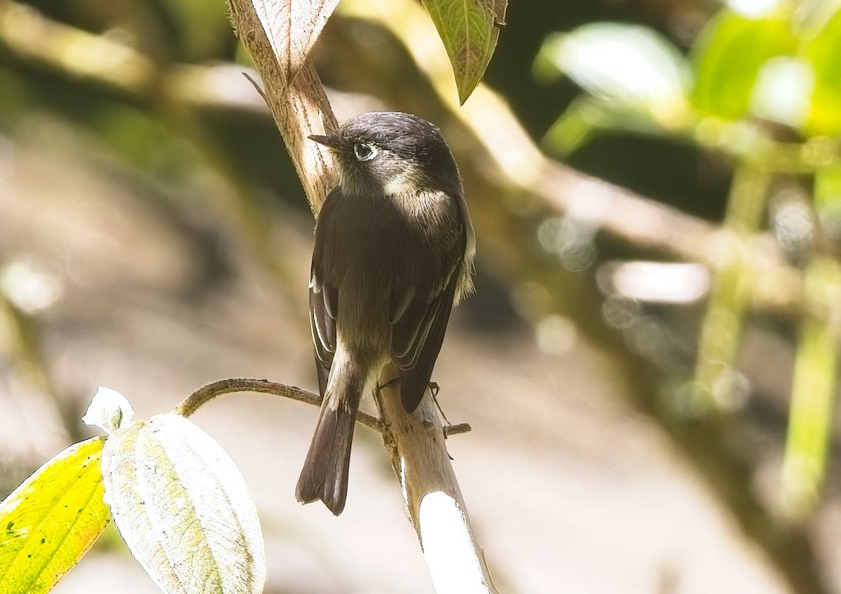 Black-capped Flycatcher - ML647113334