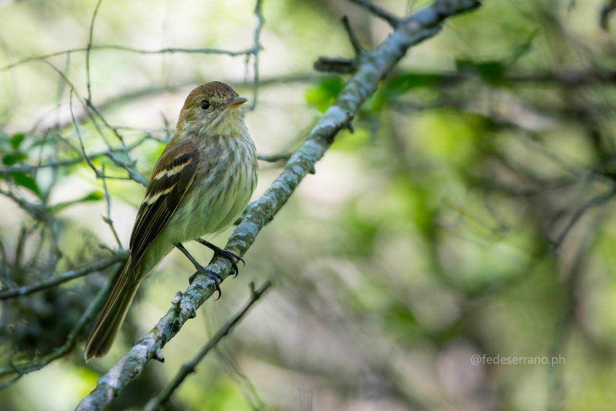Bran-colored Flycatcher - ML647113346