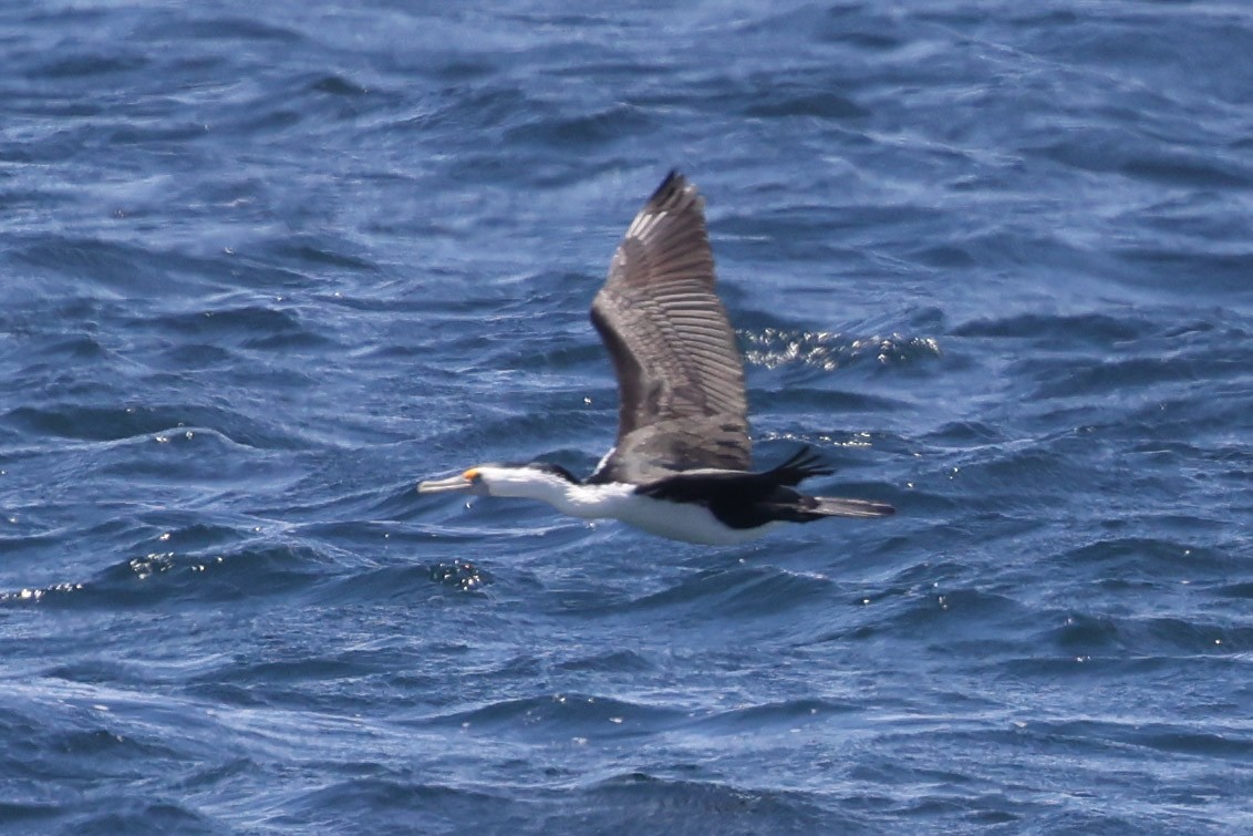 Pied Cormorant - ML647113355