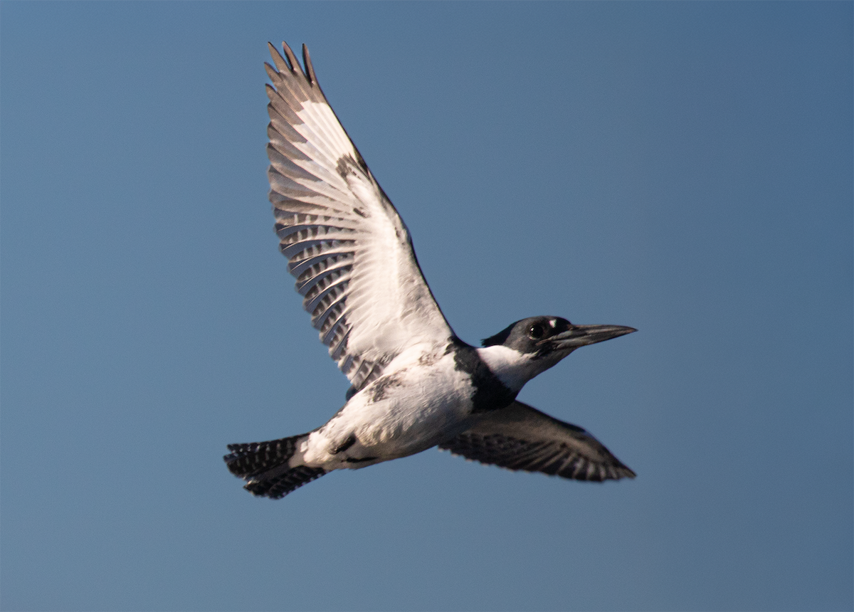 שלדג אמריקני - ML647113358