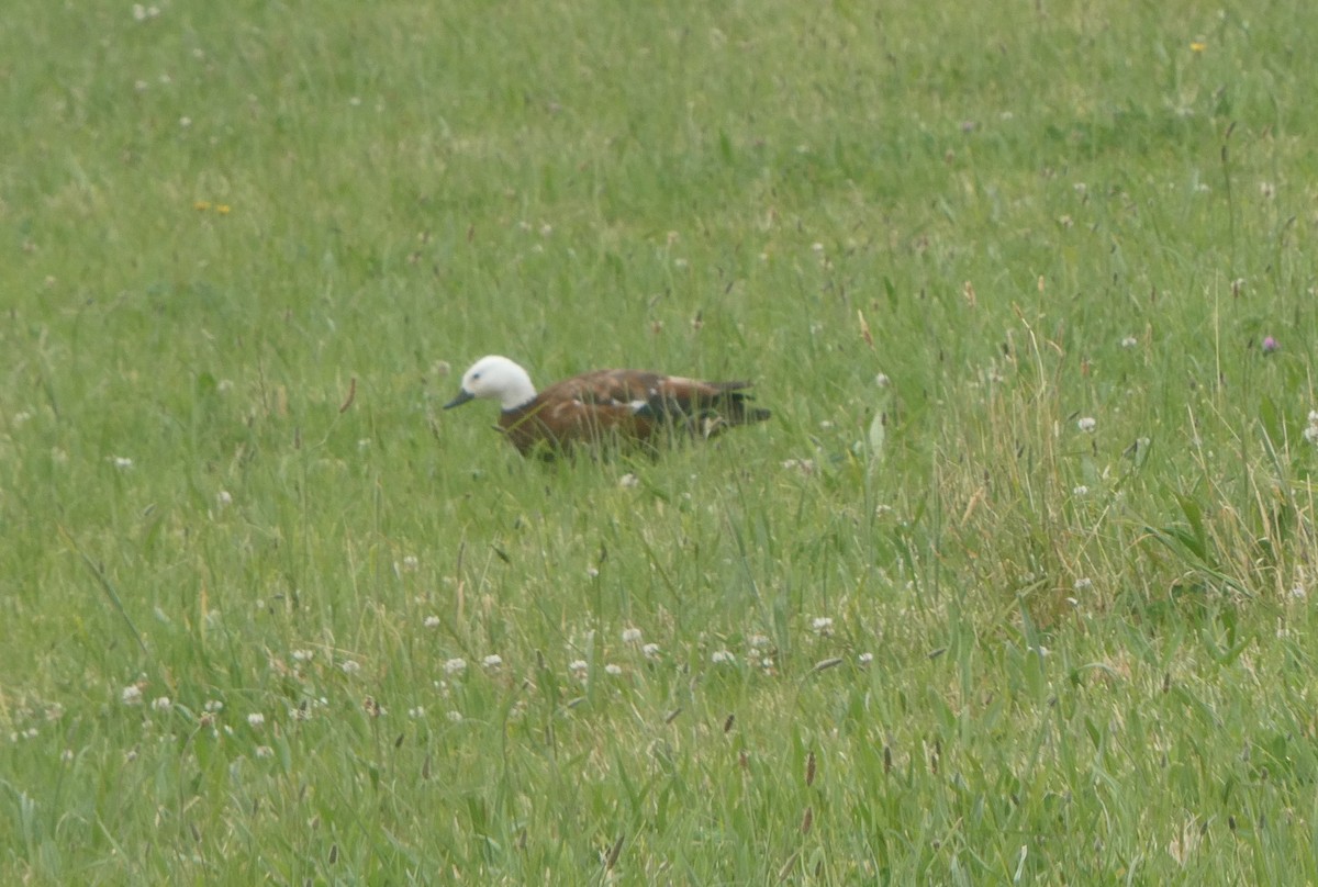 Paradise Shelduck - ML647113362