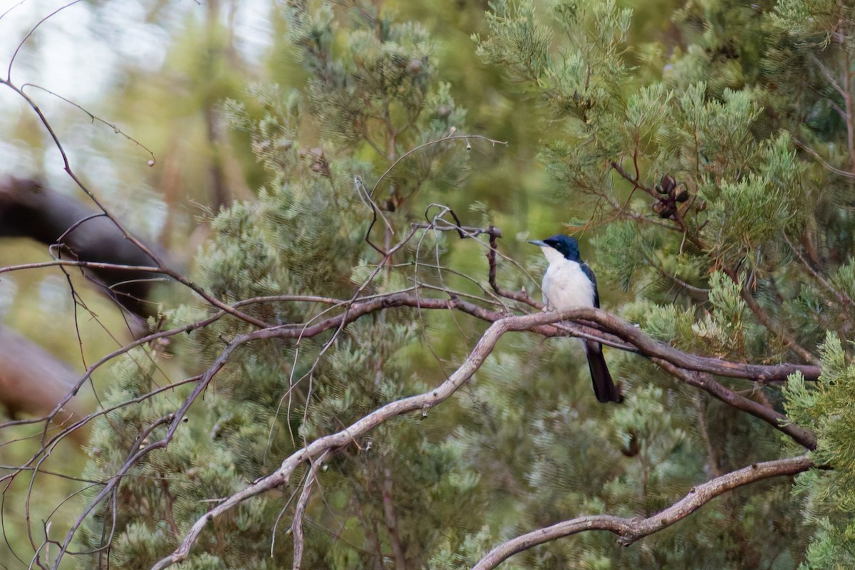 Restless Flycatcher - ML647113366