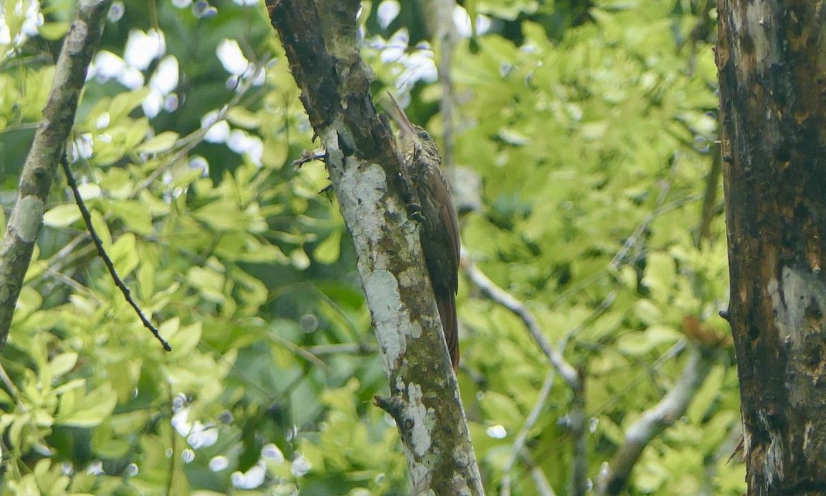 Ivory-billed Woodcreeper - ML647113372