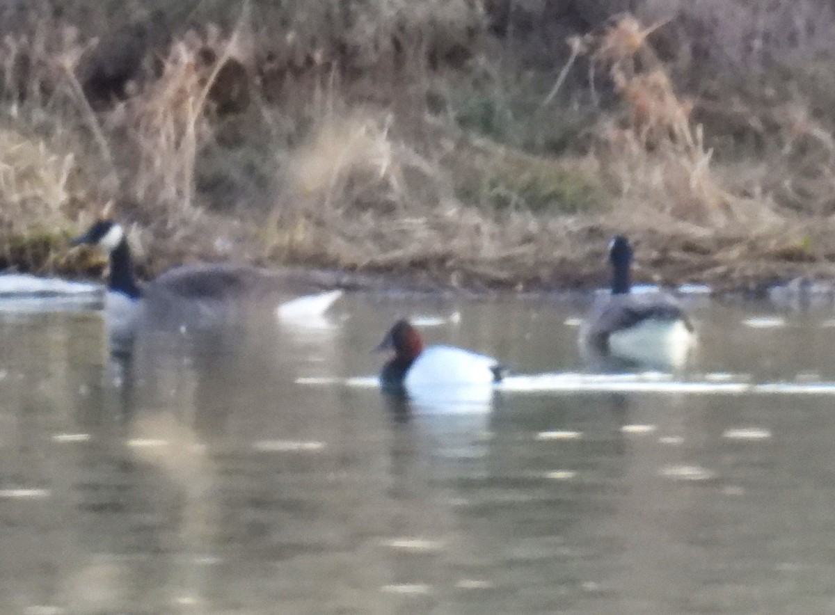 kanvasand - ML647113377