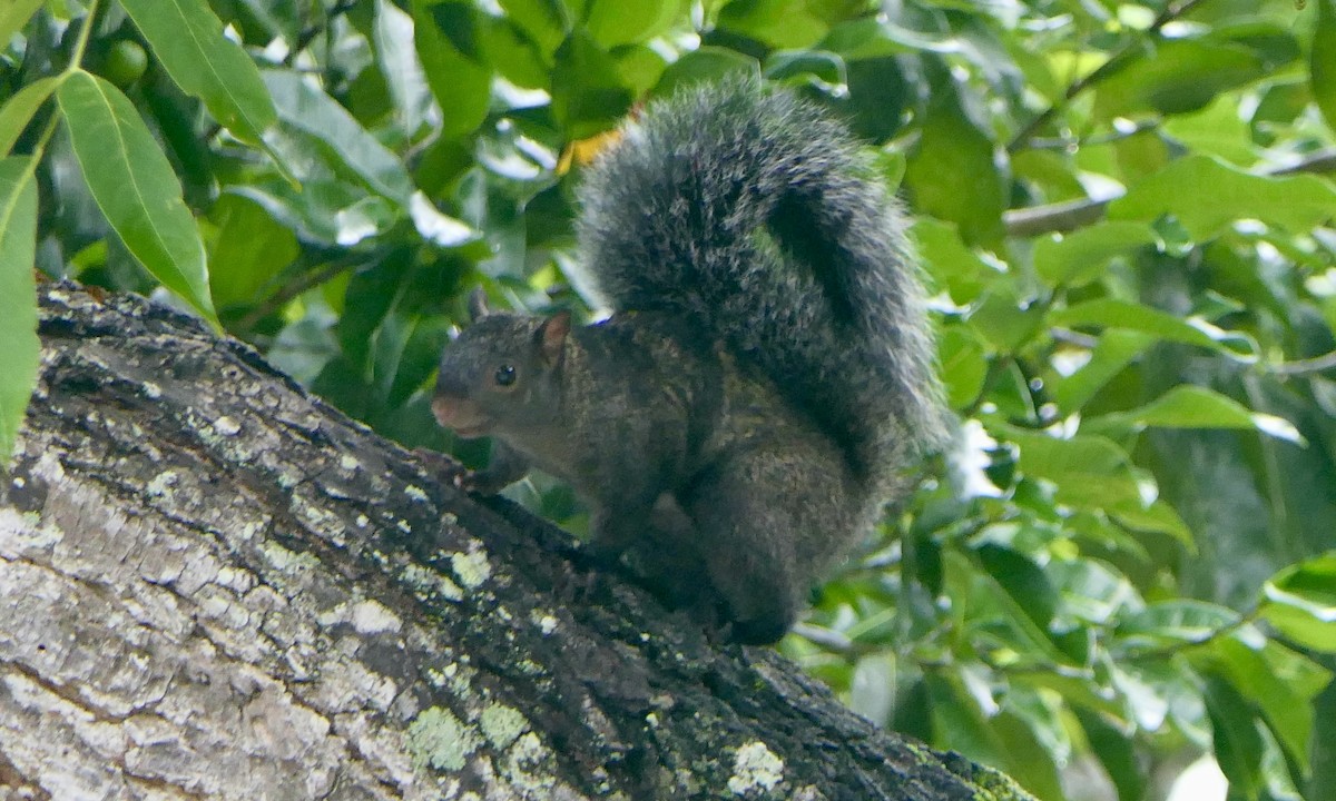 Crimson Patch - ML647113384