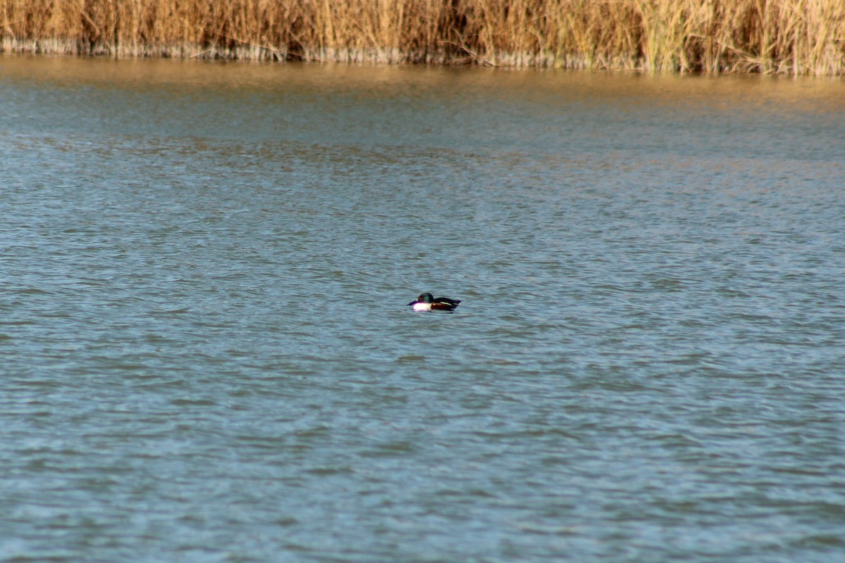 琵嘴鴨 - ML647113388