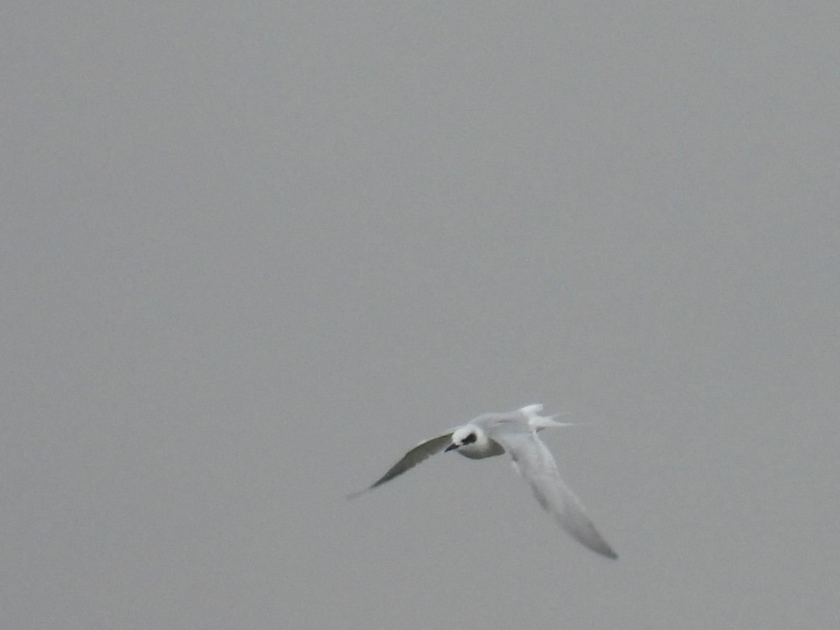 メリケンアジサシ - ML647113390