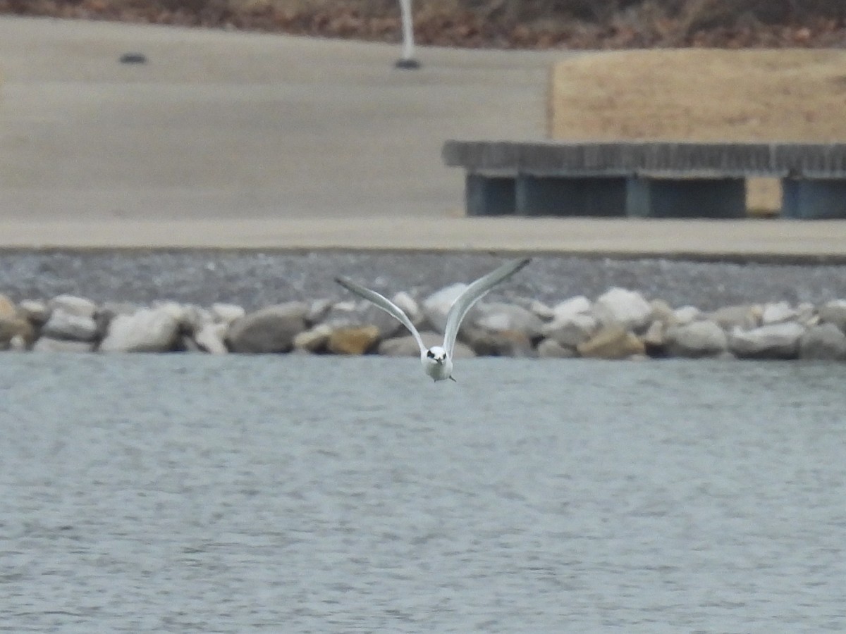 メリケンアジサシ - ML647113391