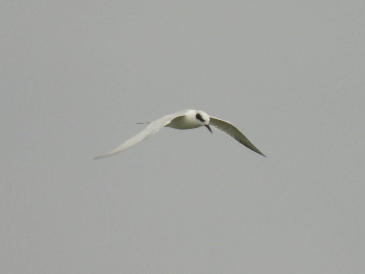 メリケンアジサシ - ML647113392