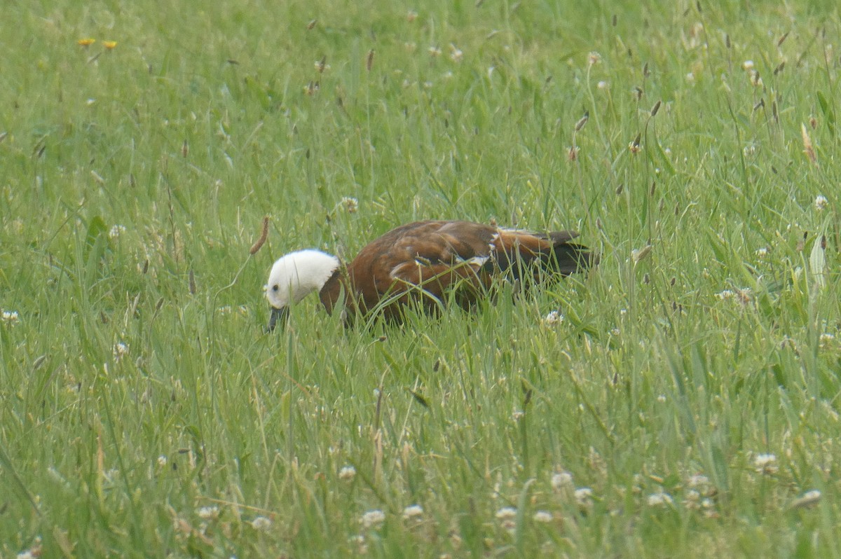 Paradise Shelduck - ML647113395