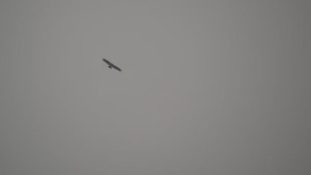 Орел степовий - ML647113399