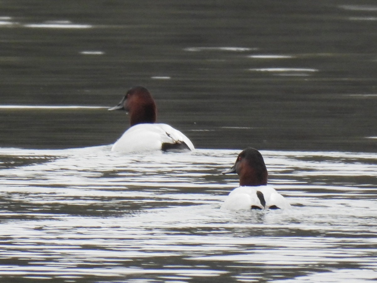 kanvasand - ML647113400