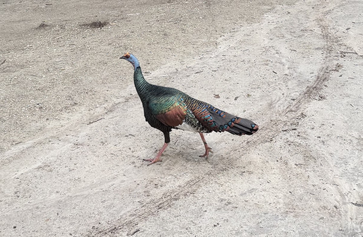 Ocellated Turkey - ML647113405