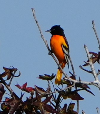 Балтиморский трупиал - ML647113406