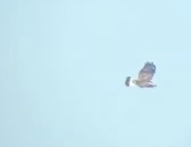 Rough-legged Hawk - ML647113409