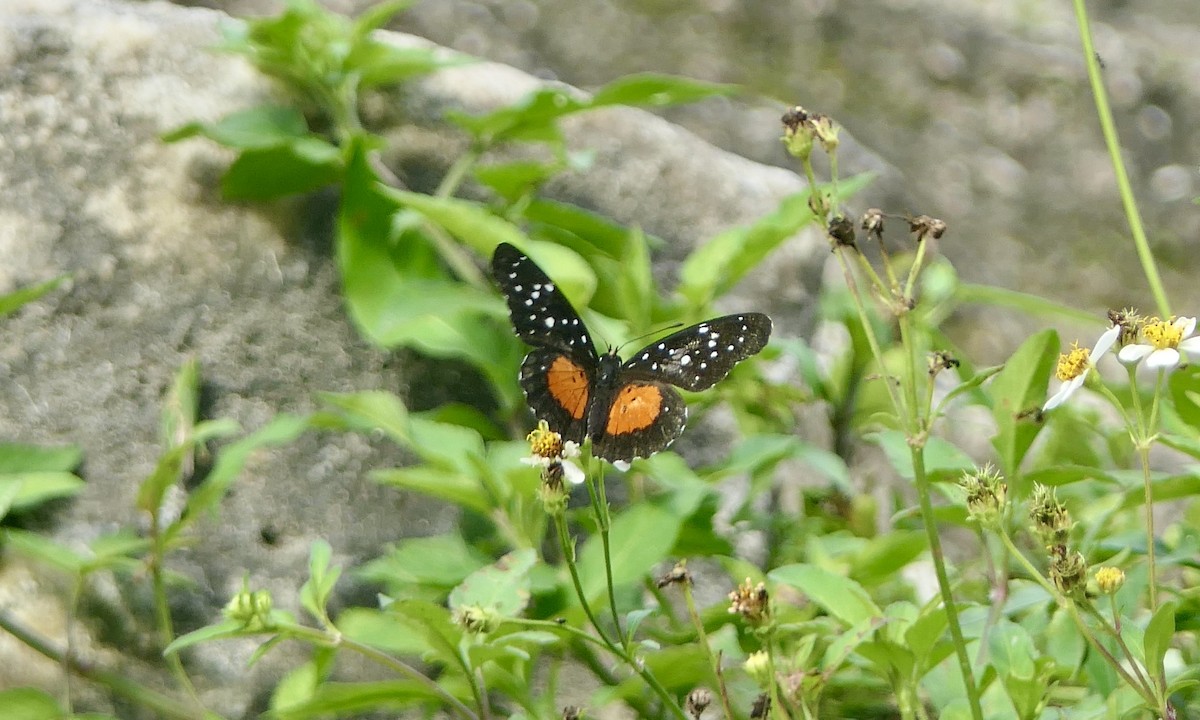 Animals - ML647113410