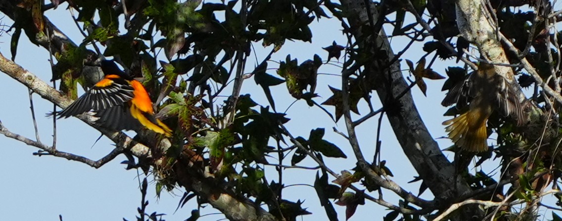 Балтиморский трупиал - ML647113411