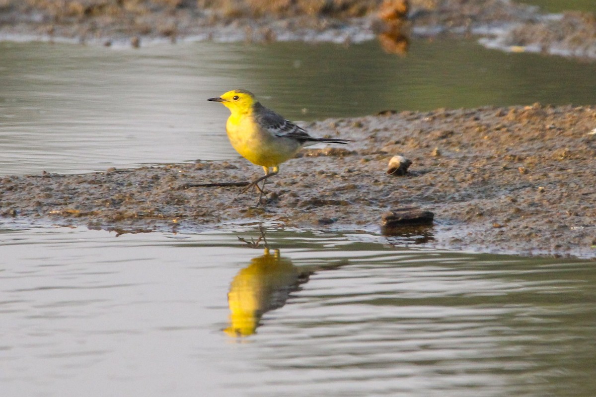 נחליאלי לימוני - ML647113423