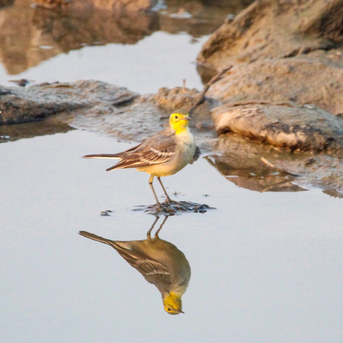 נחליאלי לימוני - ML647113426