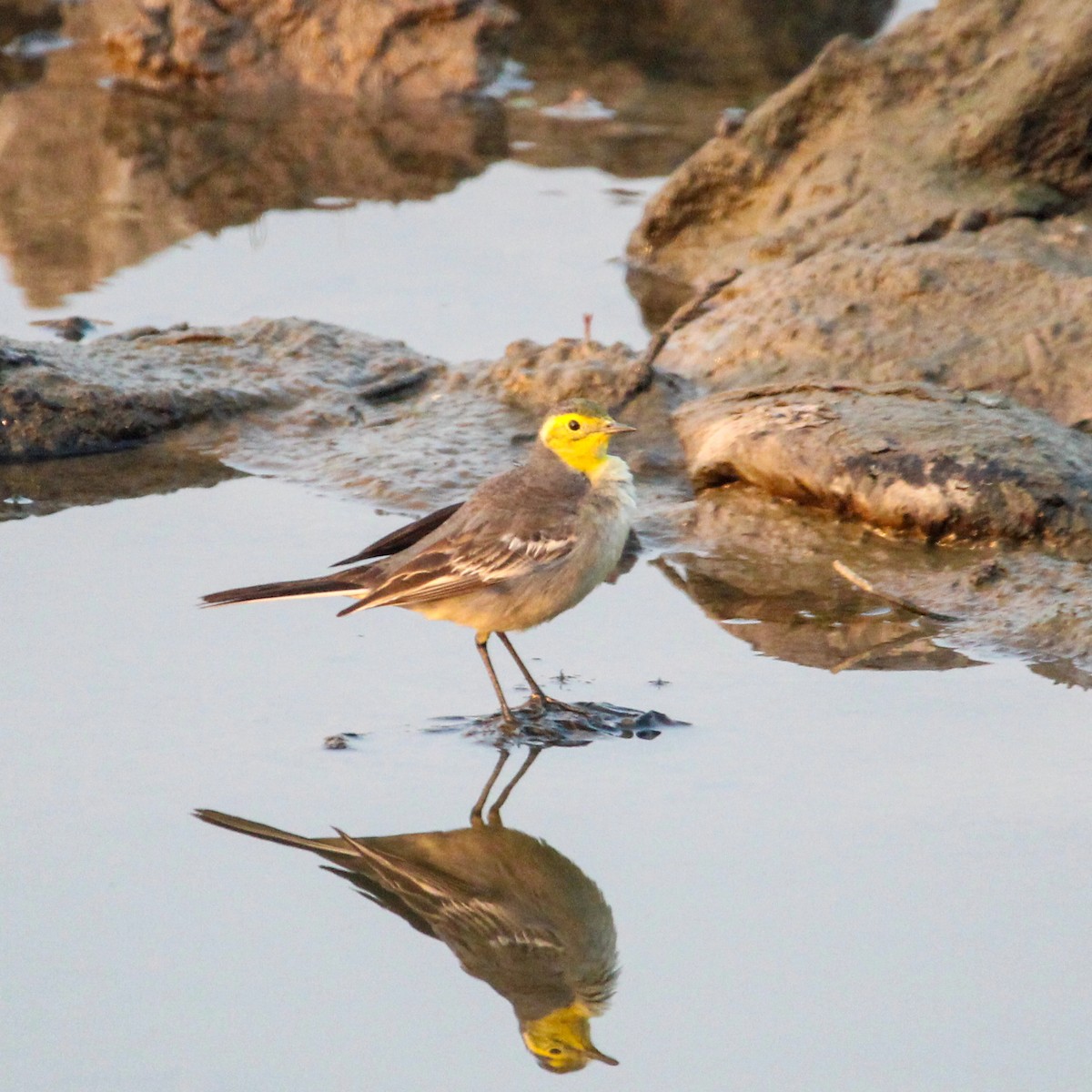 נחליאלי לימוני - ML647113428