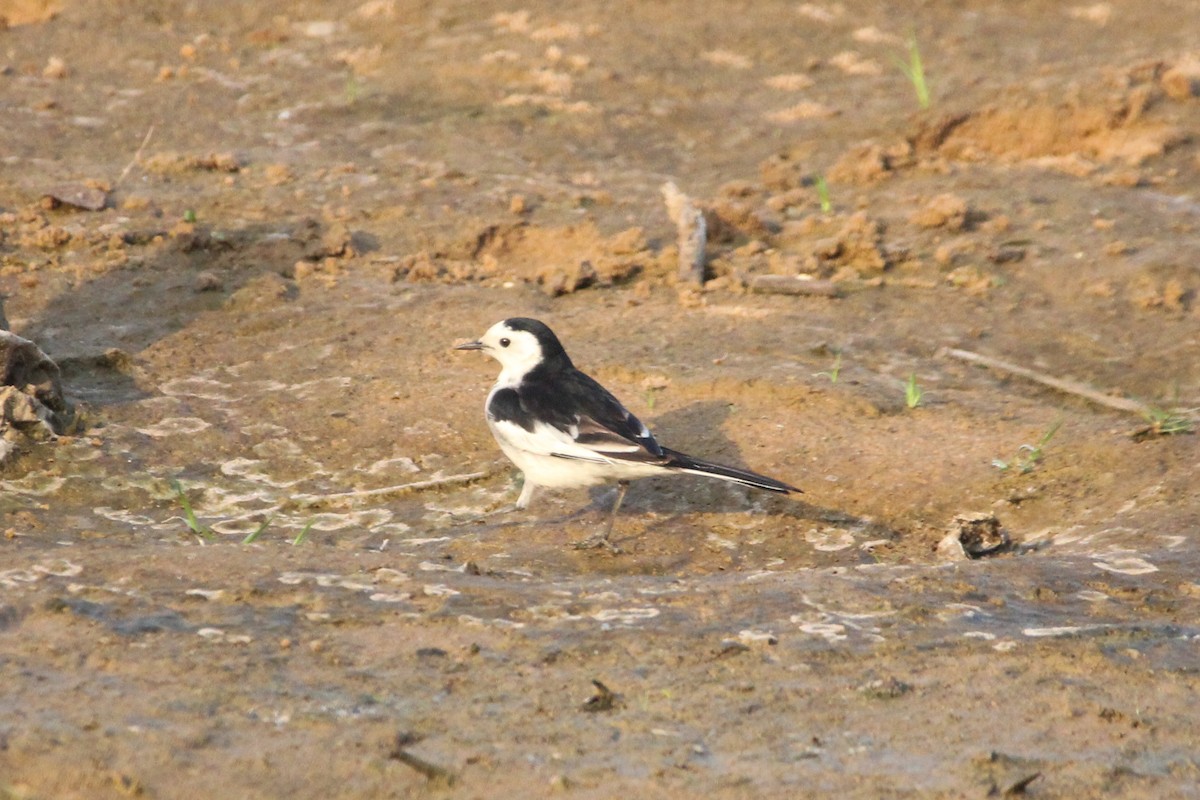 White Wagtail - ML647113430