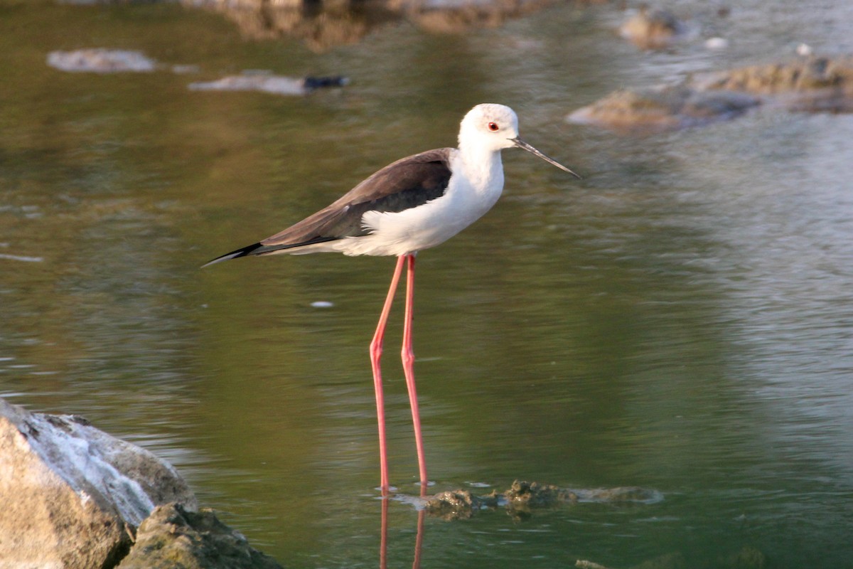 Black-winged Stilt - ML647113439