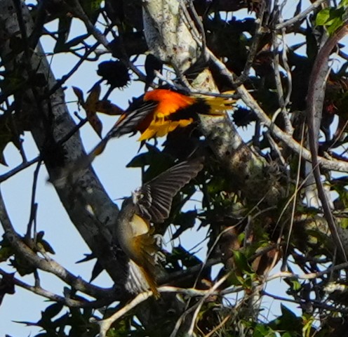 Балтиморский трупиал - ML647113442