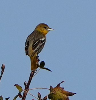 Балтиморский трупиал - ML647113444