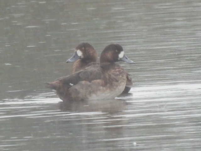 צולל ימי - ML647113446