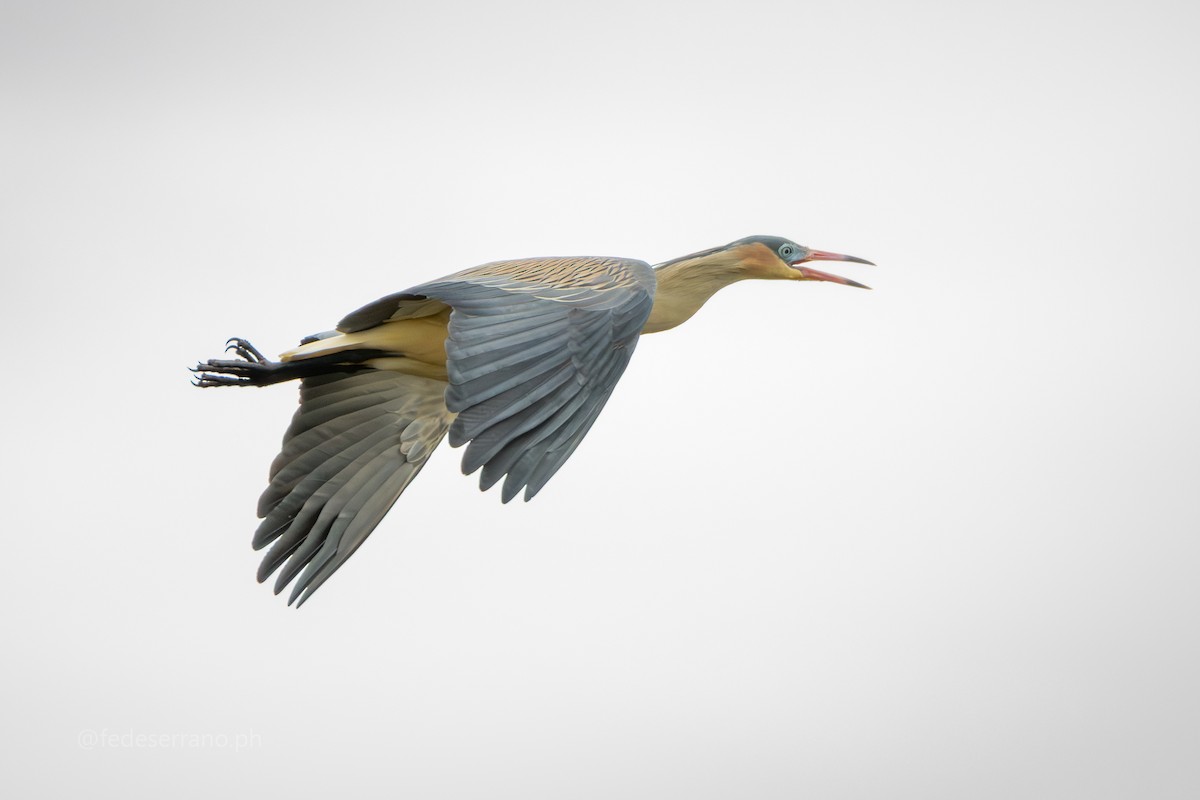 Whistling Heron - ML647113447