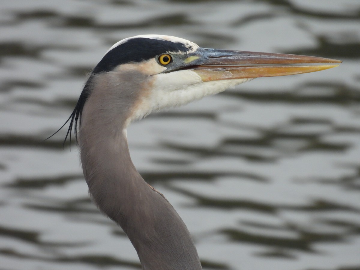 Great Blue Heron - ML647113448