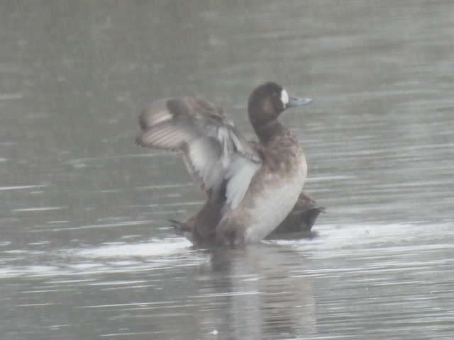 צולל ימי - ML647113449