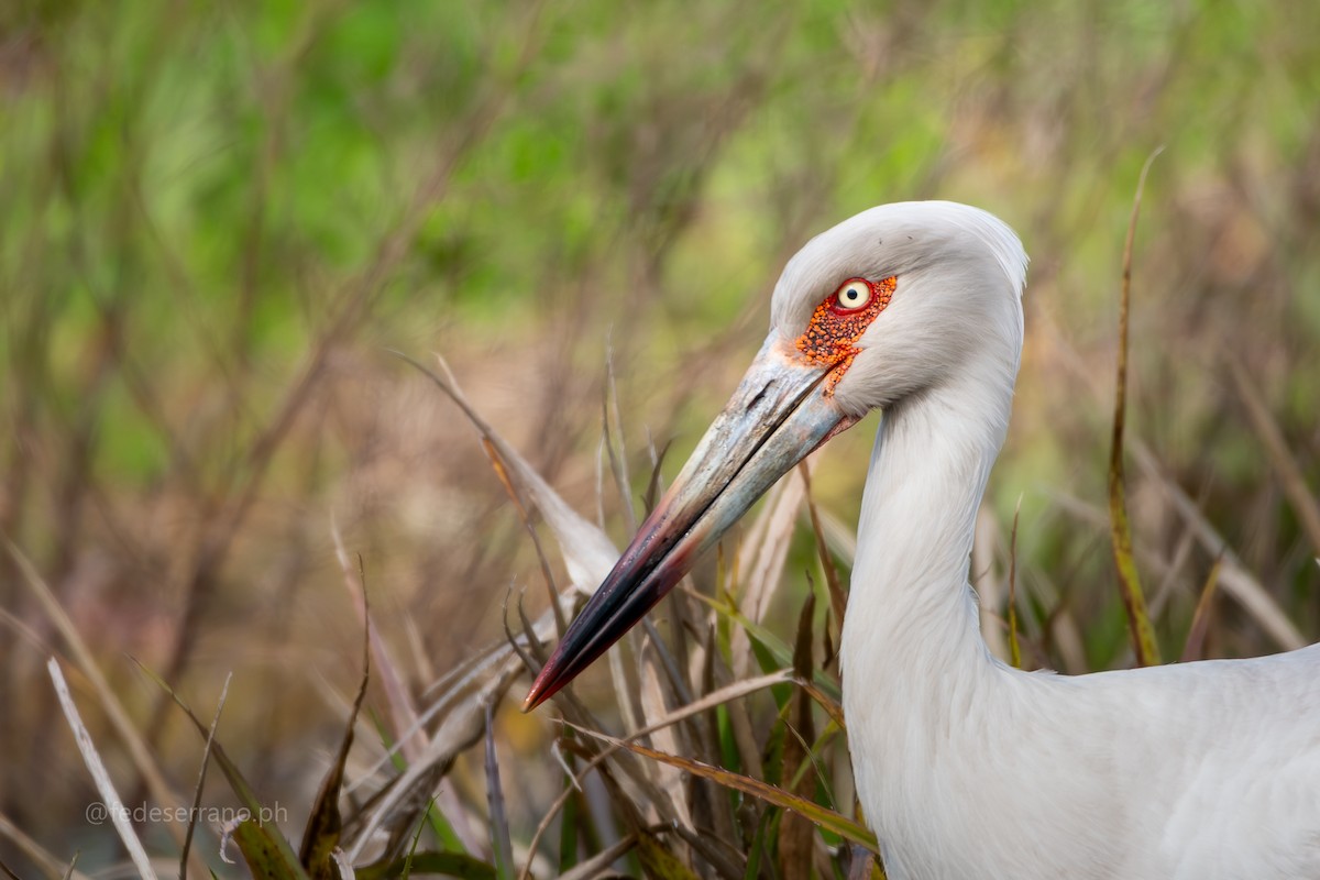 Maguari Stork - ML647113450