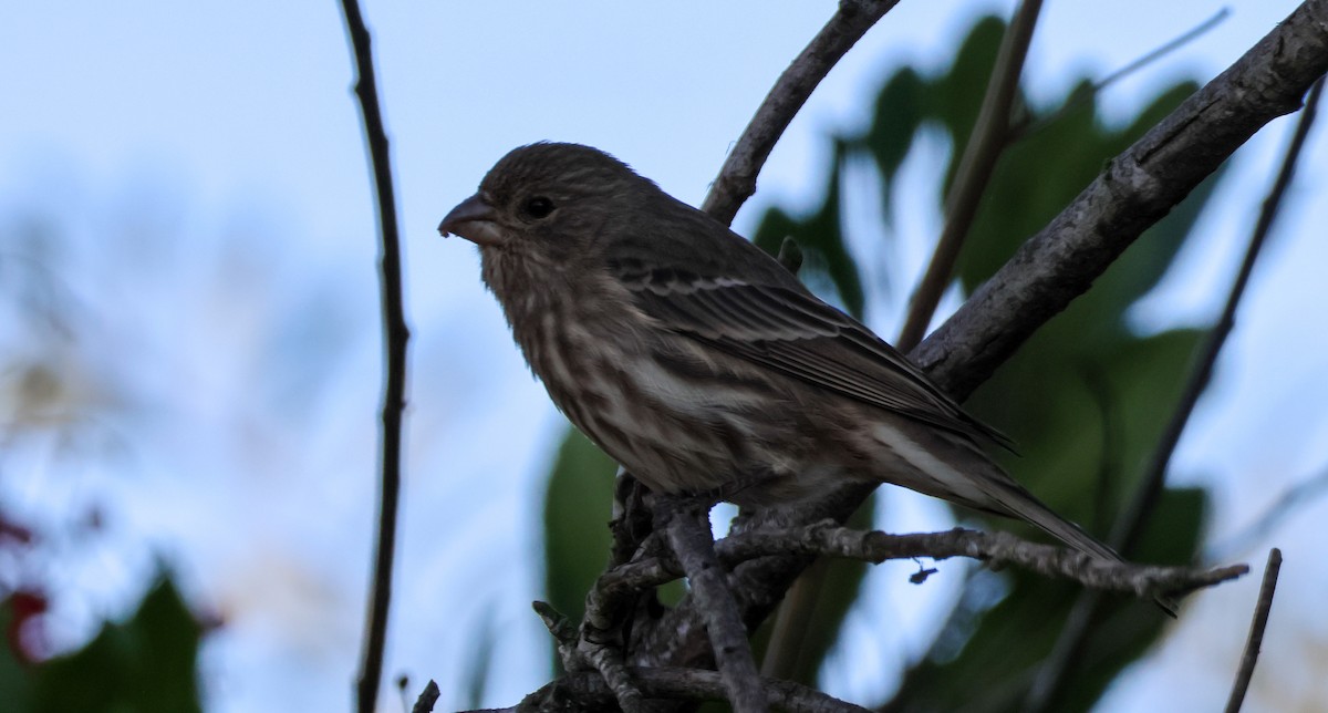 House Finch - ML647113451