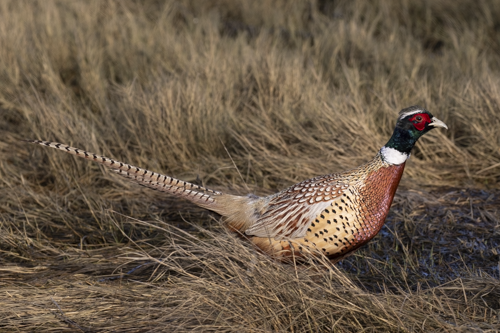 Ring-necked Pheasant - ML647113452