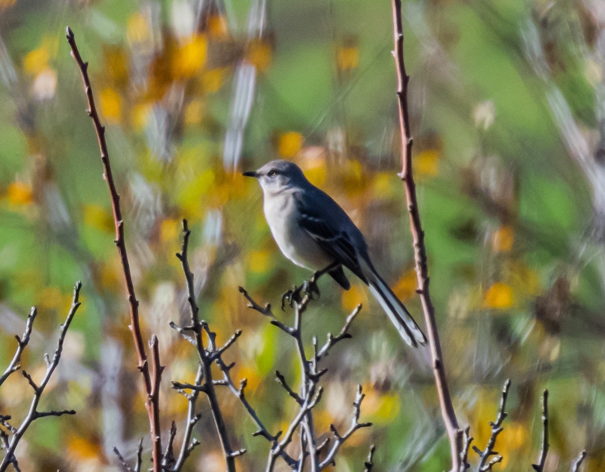 חקיינית צפונית - ML647113453