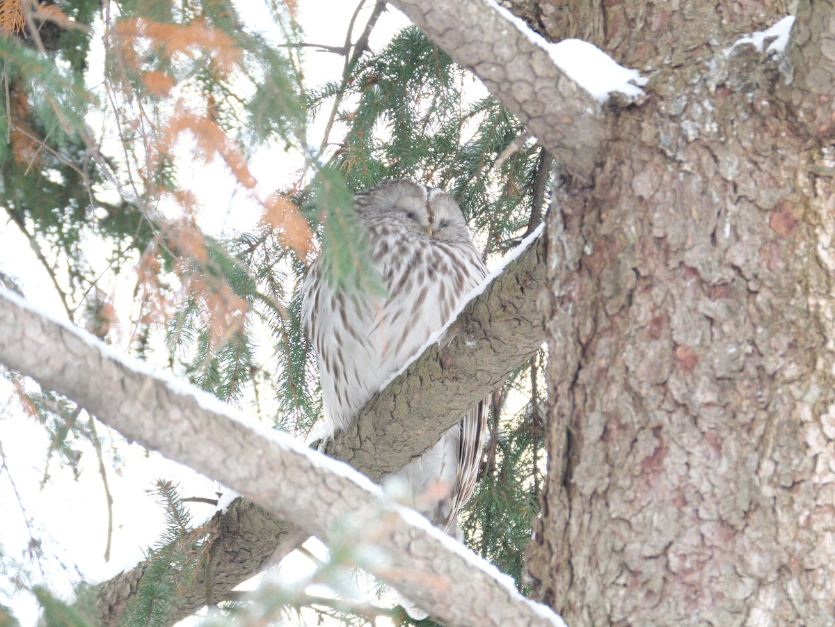 Urubi uraldarra - ML647113454