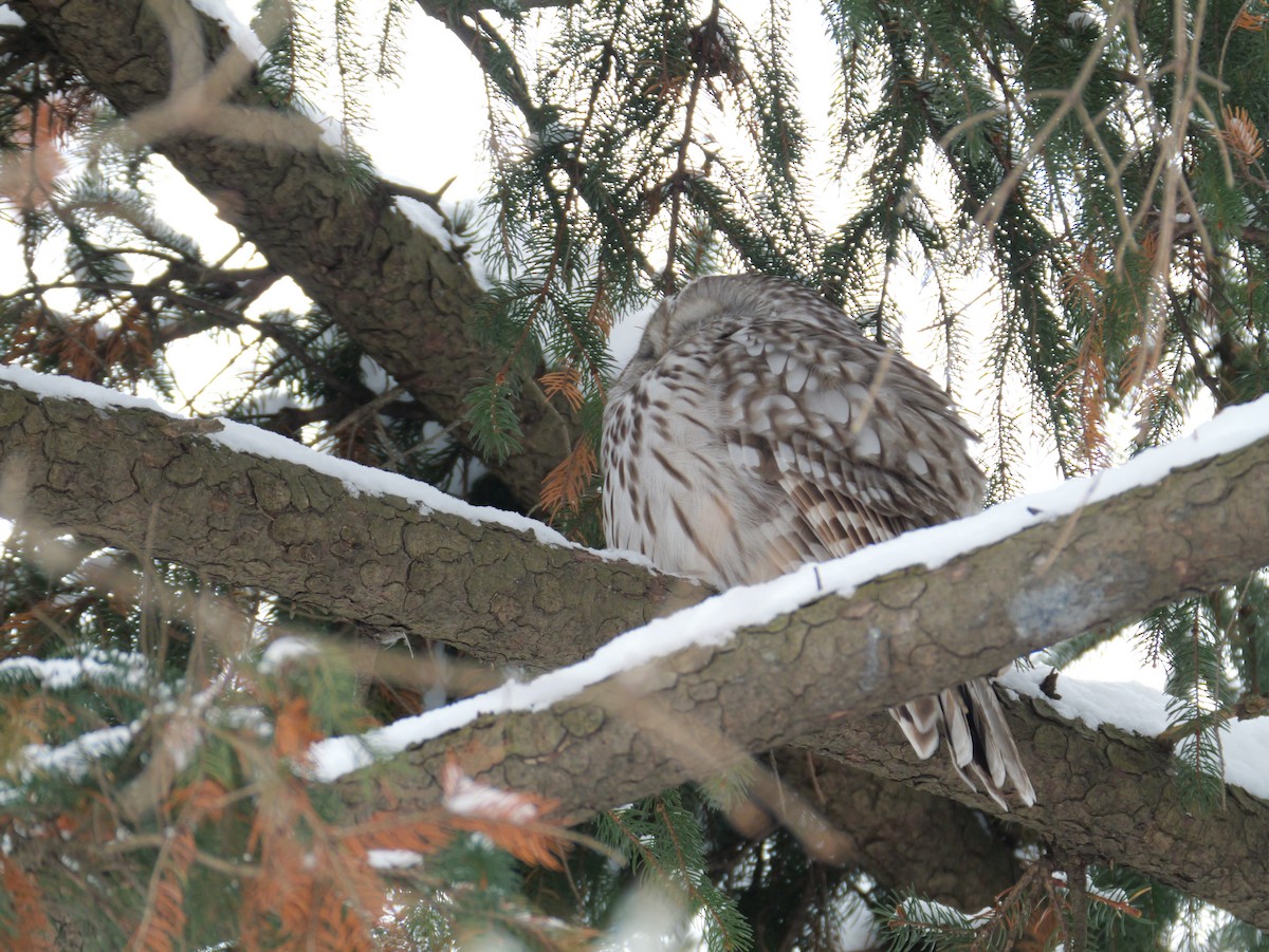 Urubi uraldarra - ML647113455