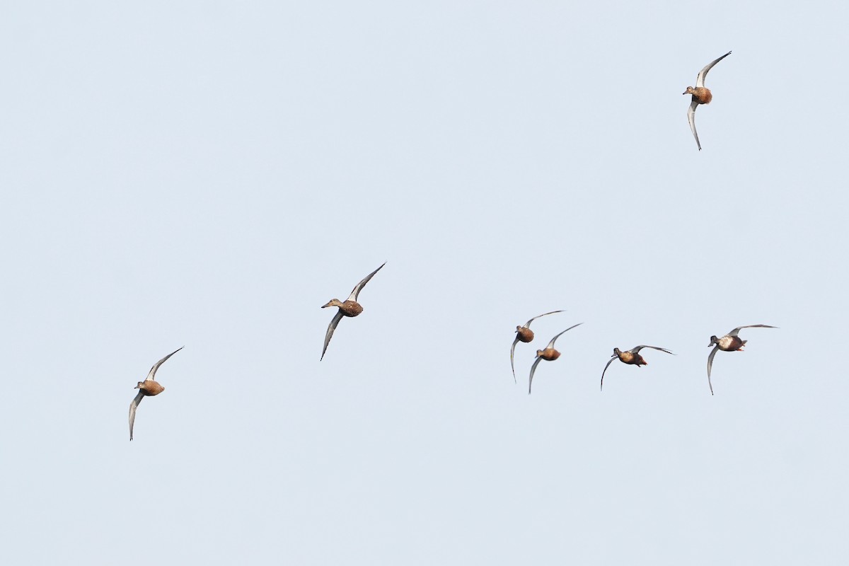 琵嘴鴨 - ML647113472