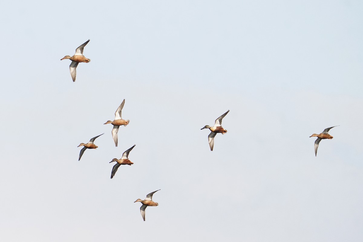 琵嘴鴨 - ML647113473