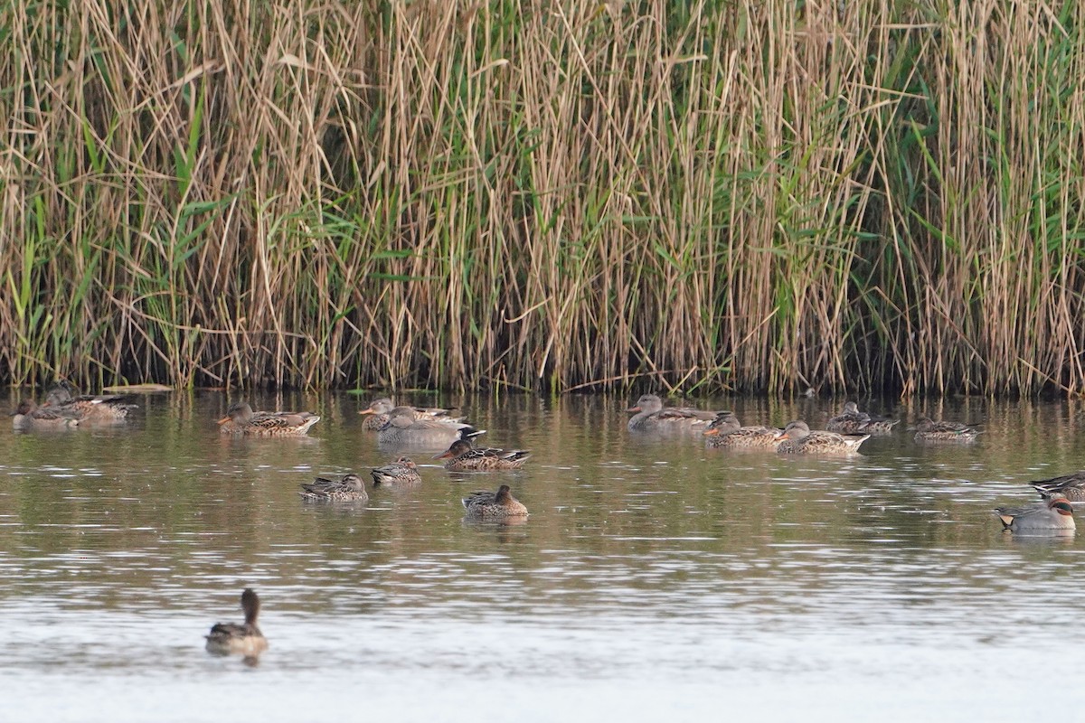 kopřivka obecná - ML647113474