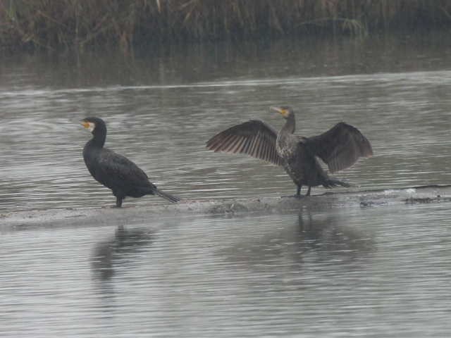 Cormorán Grande - ML647113475