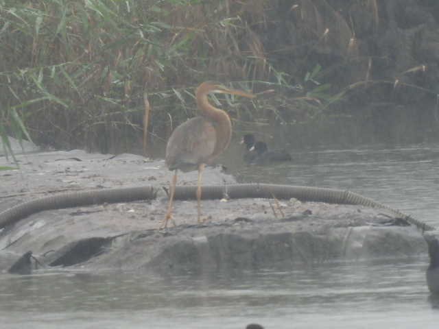 Purple Heron - ML647113480