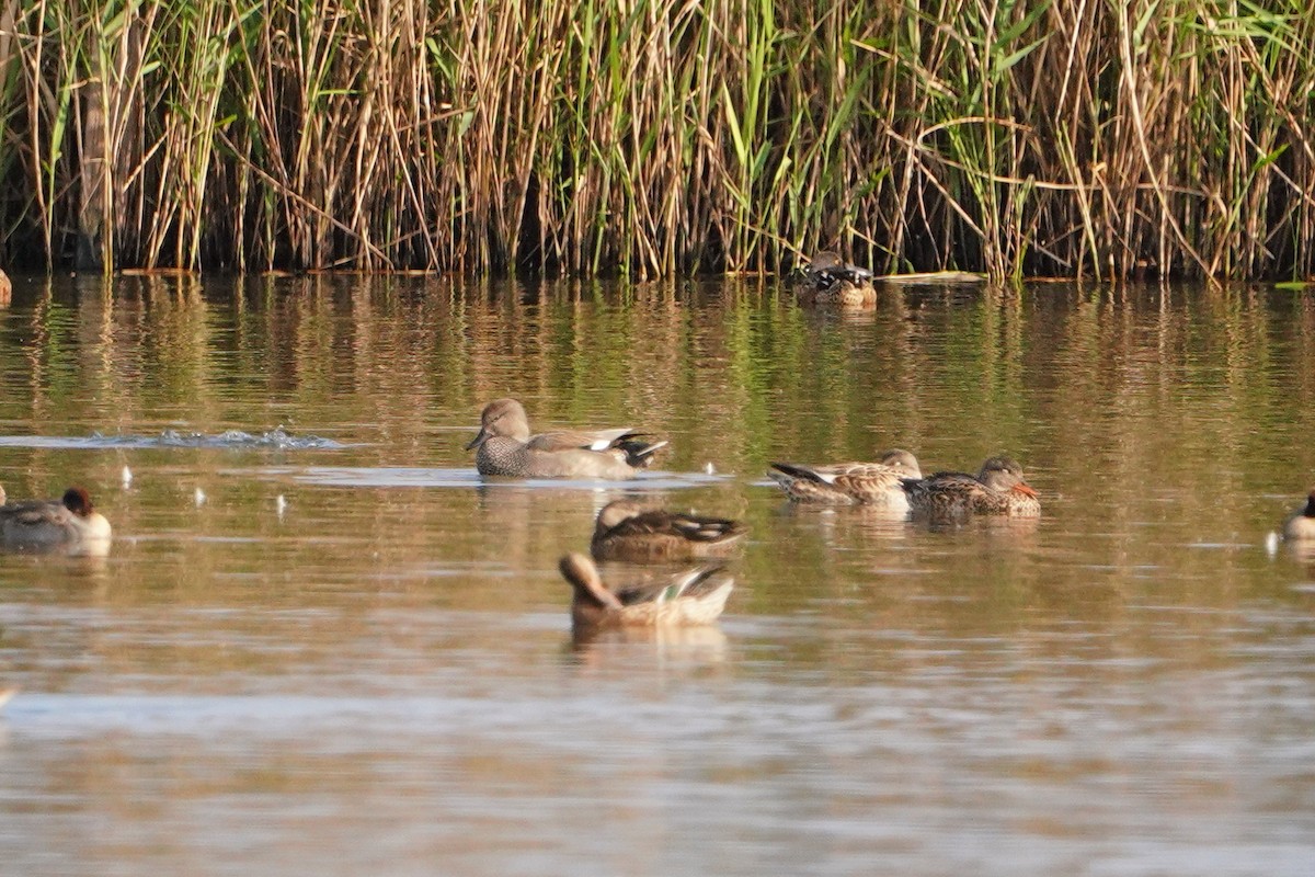 kopřivka obecná - ML647113482
