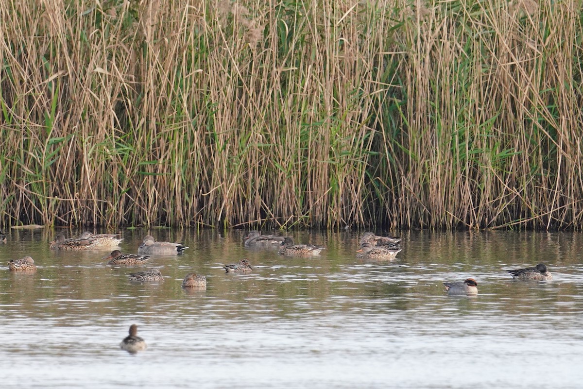 kopřivka obecná - ML647113483