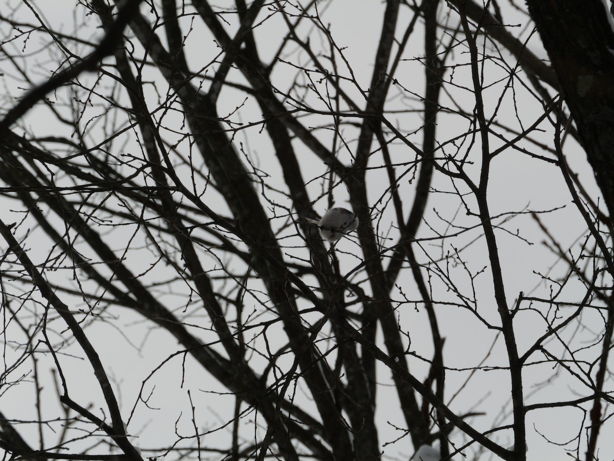 Long-tailed Tit - ML647113490