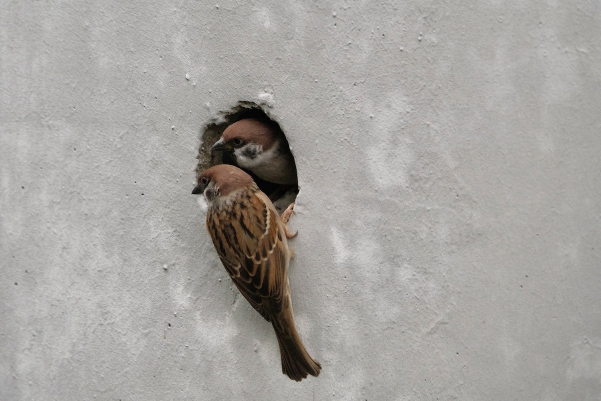 Eurasian Tree Sparrow - ML647113491