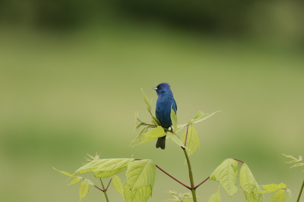 Indigo Bunting - ML647113501